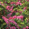 Dicentra Spectabilis