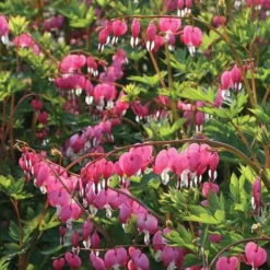 Dicentra Spectabilis