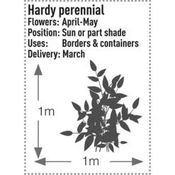 Dicentra Spectabilis -Plants Sales Store DICE T57545 B h