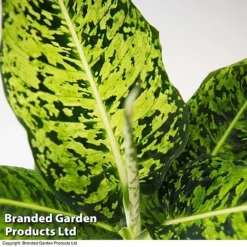 Dieffenbachia 'Reflector' -Plants Sales Store DIEF MACREFLEC T33674