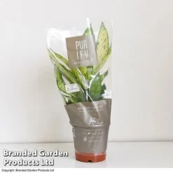 Dieffenbachia Seguine Sublime -Plants Sales Store DIEF SUBLI17CM T39040