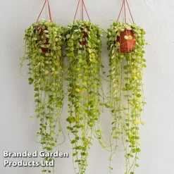 Dischidia Nummularia -Plants Sales Store DISC BUTTONORC WKC8846