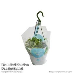 Dischidia Nummularia -Plants Sales Store DISC NUMMU14CM T48959