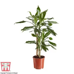 Dracaena Fragrans (House Plant) -Plants Sales Store DRAC 2898 A1