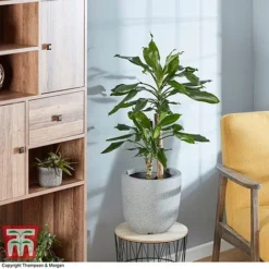 Dracaena Fragrans (House Plant)