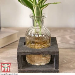 Dracaena Sanderiana 'Victory' In Bottle & Stand -Plants Sales Store DRAC KB3999 C