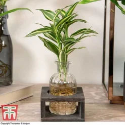 Dracaena Sanderiana 'Victory' In Bottle & Stand -Plants Sales Store DRAC KB3999 D