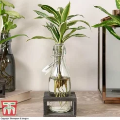 Dracaena Sanderiana 'Victory' In Bottle & Stand -Plants Sales Store DRAC KB3999 F