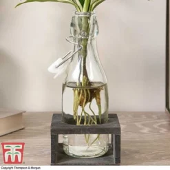 Dracaena Sanderiana 'Victory' In Bottle & Stand -Plants Sales Store DRAC KB3999 G