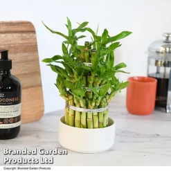 Dracaena Sanderiana 'Lucky Bamboo' -Plants Sales Store DRAC SANDE12CM T48324