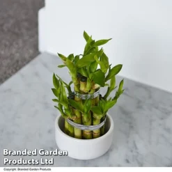 Dracaena Sanderiana 'Lucky Bamboo' -Plants Sales Store DRAC SANDERIAN T47329