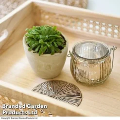 Front Page -Plants Sales Store DROS ALICIAE T41635