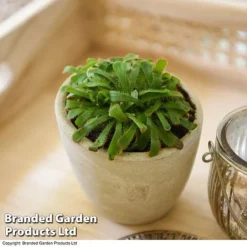 Drosera Aliciae -Plants Sales Store DROS ALICIAE T41637