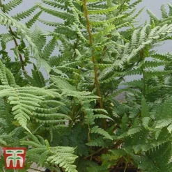 Dryopteris Affinis -Plants Sales Store DRYO TKA2908 B