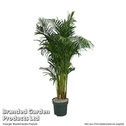 Dypsis Lutescens In Hydro Pot -Plants Sales Store DYPS LUTES27CM T506351