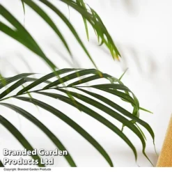 Dypsis Lutescens In Hydro Pot -Plants Sales Store DYPS LUTESCENS T50758