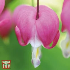 Dicentra Spectabilis -Plants Sales Store Dicentra spectablis TMHF 10