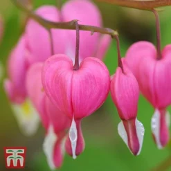 Dicentra Spectabilis -Plants Sales Store Dicentra spectablis TMHF 34