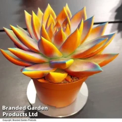 Echeveria 'Miranda Chameleon' 12 Echeveria 'Miranda Chameleon' -Plants Sales Store ECHE CHAMELEON T48348