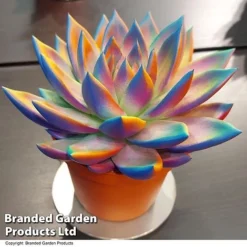 Echeveria 'Miranda Chameleon' 15 Echeveria 'Miranda Chameleon' -Plants Sales Store ECHE CHAMELEON T48351