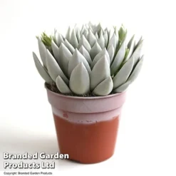 Echeveria 'Miranda Glow In The Dark' -Plants Sales Store ECHE GLOWD12CM T49083
