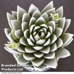 Echeveria 'Miranda Glow In The Dark' -Plants Sales Store ECHE GLOWDARK T49086