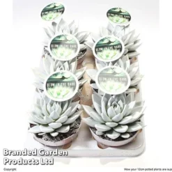 Echeveria 'Miranda Glow In The Dark' -Plants Sales Store ECHE MIRAN12CM S48425