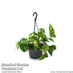 Epipremnum Mixed -Plants Sales Store EPIP MIXED15CM T48064