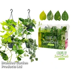 Epipremnum Mixed -Plants Sales Store EPIP MIXED15CM WKC8847 B