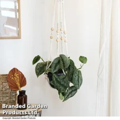 Epipremnum Mixed -Plants Sales Store EPIP MIXED T48069