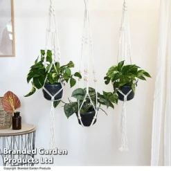 Epipremnum Mixed -Plants Sales Store EPIP MIXED T48072