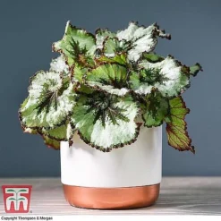 Begonia Rex Trio - Gift -Plants Sales Store ESCA WKB4887 A11
