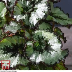 Begonia Rex Trio - Gift -Plants Sales Store ESCA WKB4887 B11