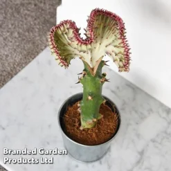 Euphorbia Lactea 'Cristata' -Plants Sales Store EUPH LACTE10CM A