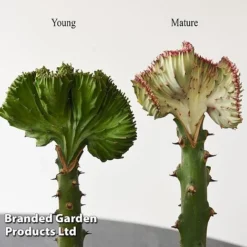 Euphorbia Lactea 'Cristata' -Plants Sales Store EUPH LACTE10CM E