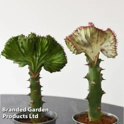 Euphorbia Lactea 'Cristata' -Plants Sales Store EUPH LACTE10CM F