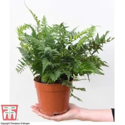 Fern Houseplant Mix 9 Fern Houseplant Mix -Plants Sales Store FERN TKA3000 D1