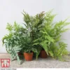 Fern Houseplant Mix