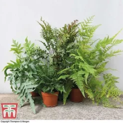 Fern Houseplant Mix