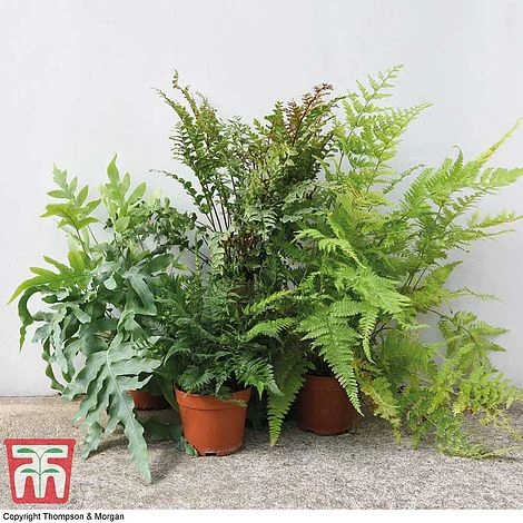 Fern Houseplant Mix 1 Fern Houseplant Mix
