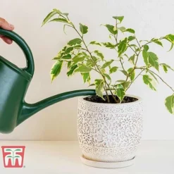 Ficus Benjamina -Plants Sales Store FIC WKB4845 B