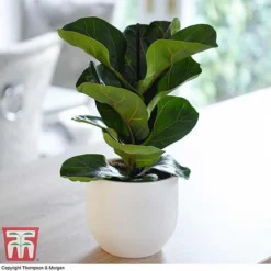 Easy Care Houseplant Collection -Plants Sales Store FIC kb1113 A1