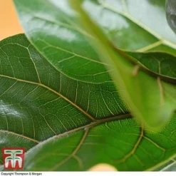 Ficus Lyrata 'Compacta' -Plants Sales Store FIC kb1113 C