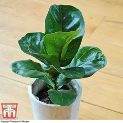 Ficus Lyrata 'Compacta' -Plants Sales Store FIC kb1113 D