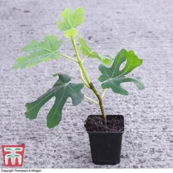 Green Fig -Plants Sales Store FICU 0569 A