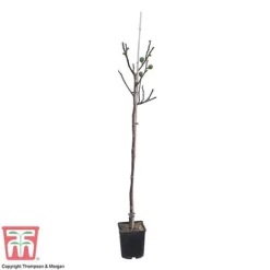 Fig -Plants Sales Store FICU 0586 A