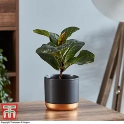 Ficus Lyrata 'Compacta' -Plants Sales Store FICU 1113 A1
