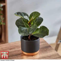 Ficus Lyrata 'Compacta' -Plants Sales Store FICU 1113 A2