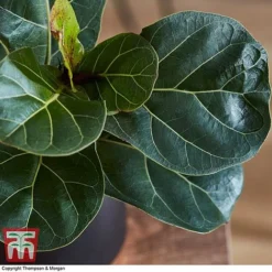 Ficus Lyrata 'Compacta' -Plants Sales Store FICU 1113 A3