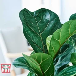 Ficus Lyrata 'Compacta' -Plants Sales Store FICU KB1113 G